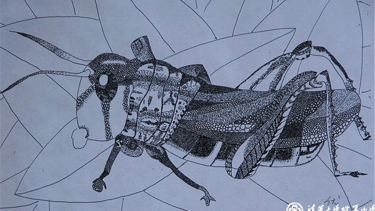 我校“书画社”孩子们的艺术作品