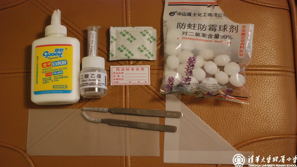 学生自创课程——清华附小水木秀场名生讲堂第五期：一个满世界找虫的“怪”学生