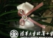 学生自创课程——水木秀场之跃然指尖的美丽
